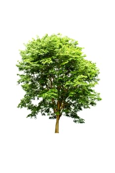 Tree isolate on a white background
