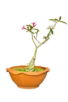 Adenium tree isolate on white background