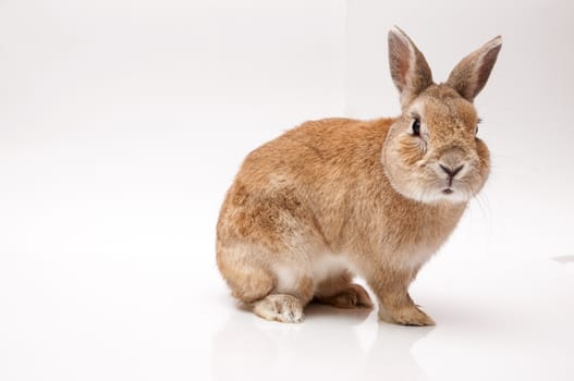 funny rabbit posing on a white background