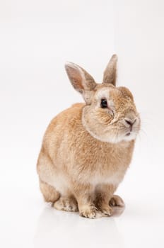 funny rabbit posing on a white background