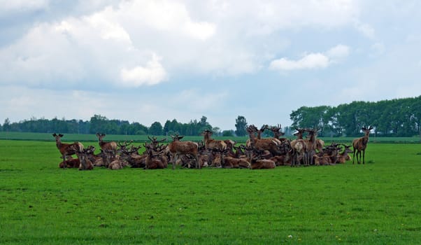 Deers on a background of a green grass