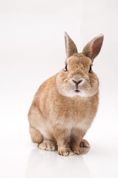 funny rabbit posing on a white background