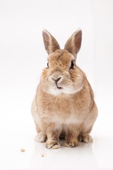 funny rabbit posing on a white background