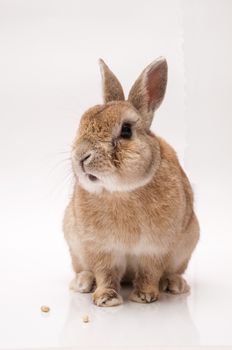 funny rabbit posing on a white background