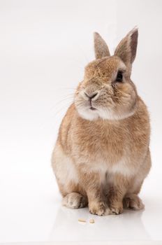 funny rabbit posing on a white background
