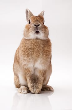 funny rabbit posing on a white background