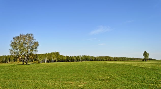 Green field on forest background in spring time