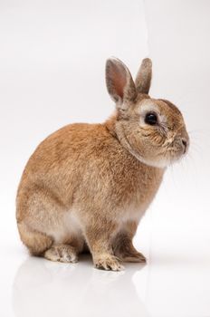 funny rabbit posing on a white background