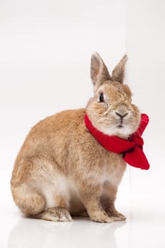 funny rabbit posing on a white background