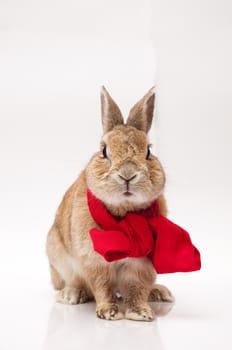 funny rabbit posing on a white background