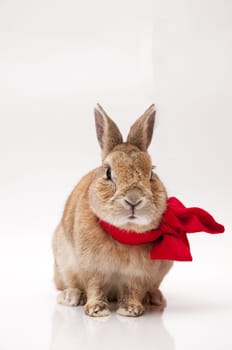 funny rabbit posing on a white background