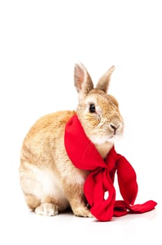 funny rabbit posing on a white background