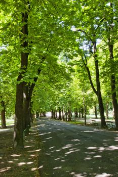 A view of a tree-lined street