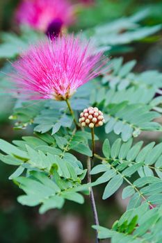 Vertical color portrait of generic tropical Pink Gum Blossom with leaves and empty space. Image was captured in a garden at Pondicherry, Tamil Nadu, India