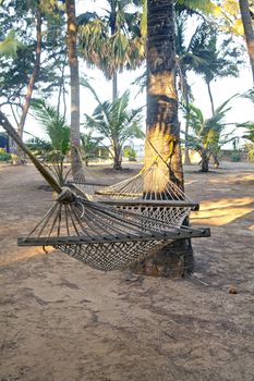 Vertical color capture of a tropical garden landscape at a seaside resort of hammocks tied to coconut palms and fallen fruit. Location of shot Manori, Bombay India