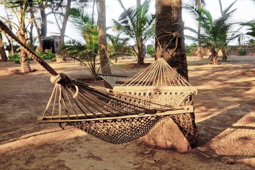 Horizontal color capture of a tropical garden landscape at a seaside resort of hammocks tied to coconut palms and fallen fruit. Location of shot Manori, Bombay India