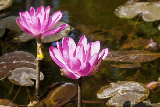 Horizon color capture of Pink Water lilies blooming in the bright tropical sun in a pond. Shot location of this flora was Bombay, India