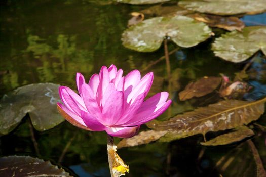 Horizon color capture of Pink Water lily blooming in the bright tropical sun in a pond. Shot location of this flora was Bombay, India