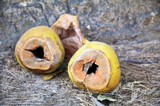 Horizontal color image of discarded fresh coconut shells as litter. The juice is a customary refreshing tropical drink very common in the tropics. Location of shot was Manori, Mumbai, India