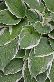Green and white hosta plant covered with waterdrops