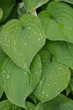 Hosta plant leaves covered in waterdrops