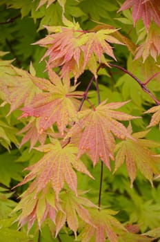Branch full of colorful japanese maple tree leaves