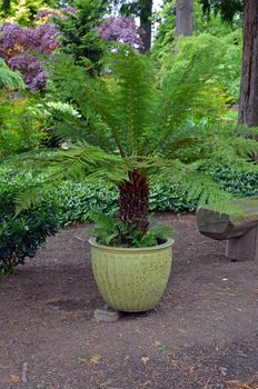 Large potted fern plant in botanical park