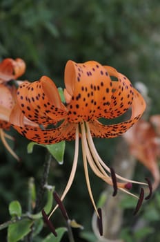 Beautiful orange flower in a garden that had