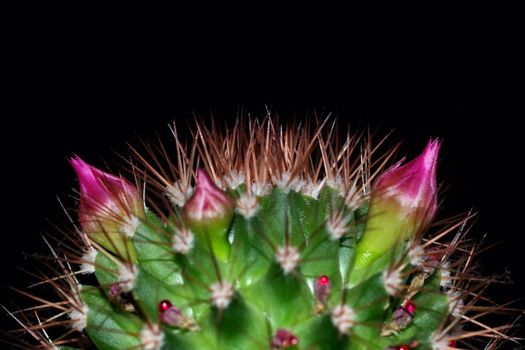 catus close up of spiked tentacles and flowers