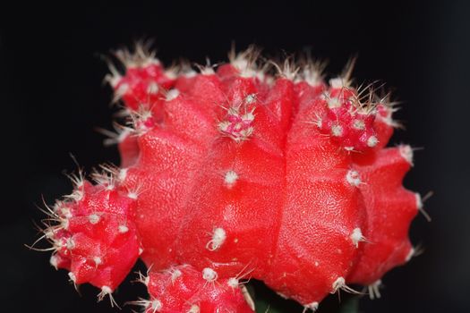 close up of red cacti and spikes