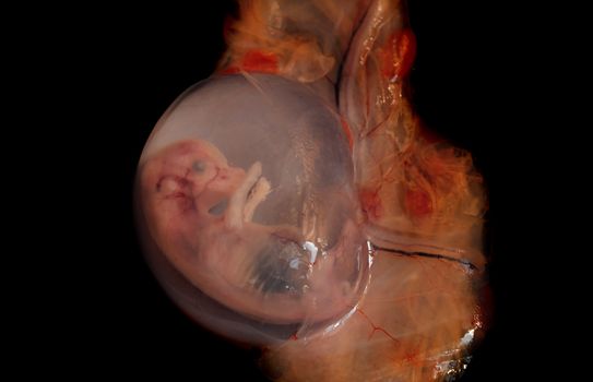 cows aborted embryo