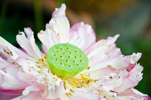 Abstract of Water lily withering and falling.