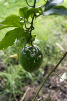 Green Passion Fruit Vine. North Sumatra  Indonesia.