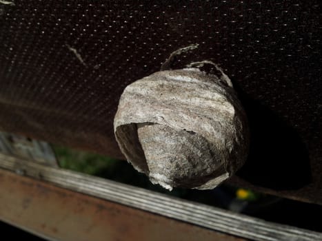 Closeup of wasp nest, attached to a wooden board