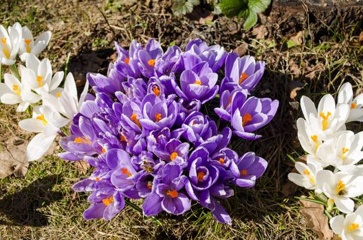 blue saffron crocus flower blooms and insects bees collect pollen nectar in spring.