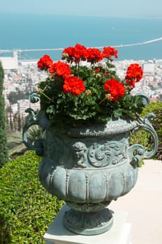 Vintage flowerpot with red geranium . Israel .