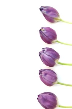 Purple tulip border with a row of fresh cut spring flowers arranged along the right side of the frame isolated on white