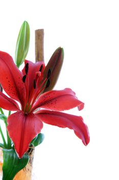 Beautiful red tiger lily with buds forming part of a wedding arrangement for interior decor isolated on white