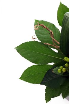 Fanned green leaves and berries forming part of a floral display isolated on a white background
