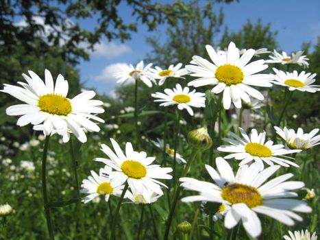 the image of flower-bed with white beautiful chamomiles