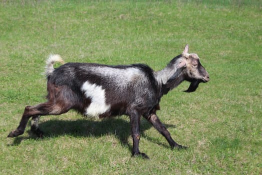 image of goat running on a green pasture