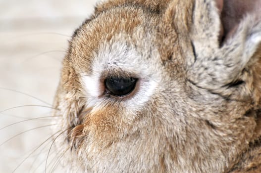 looking at me funny bunny