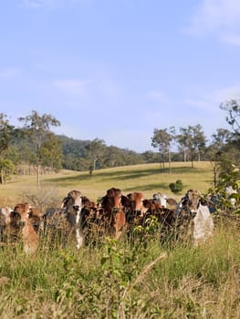 Hidden herd of beef cattle peer behind long Rhodes grass in rural ranch land
