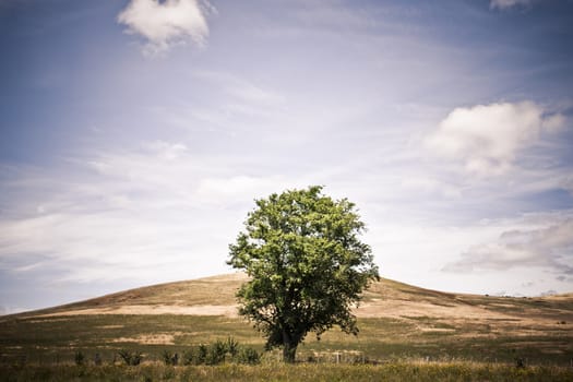 Big tree on green meadow in a landscape image
