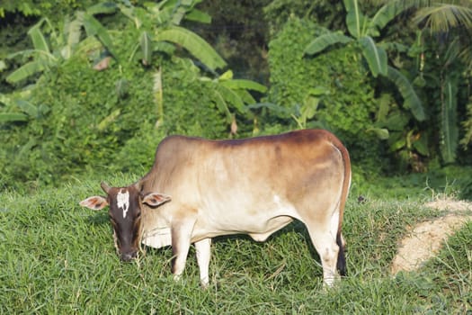 Cow eating green grass on a meadow in farm.