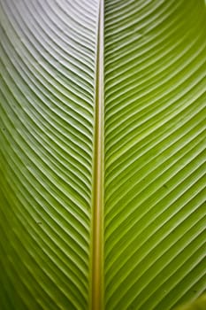Beauty of a banana leaf displayed in the symmetry of the natural green pattern formed by the stem and veins
