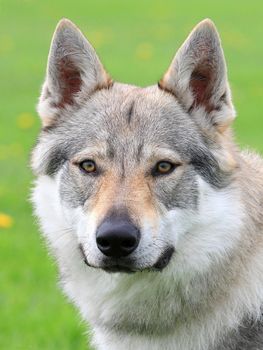 Czechoslovakian Wolfdog in the spring garden