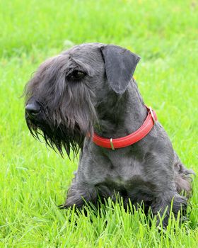 Typical Czech Terrier in the garden