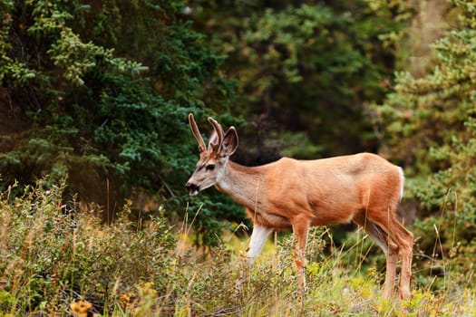 Young mule deer buck Odocoileus hemionus with velvet antlers in the wild of boreal forest taiga of the Yukon Territory Canada.