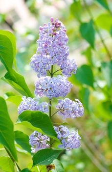 lilacs on the nature